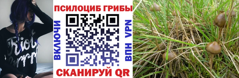 мега ссылка  Тюкалинск  Галлюциногенные грибы Psilocybine cubensis 